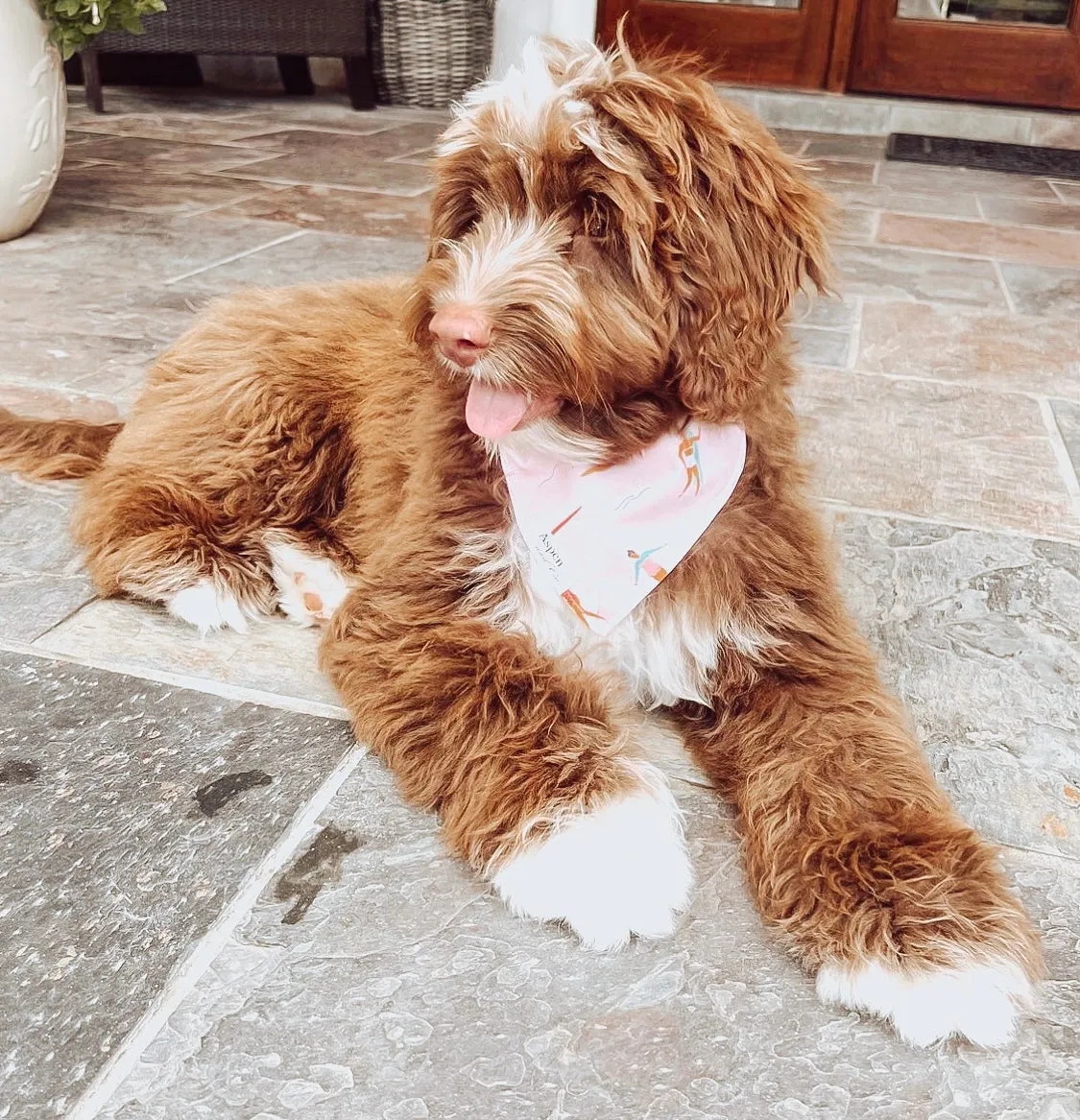 Surfing Dog Bandana